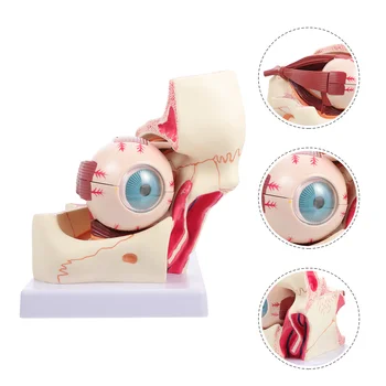 Медицинская модель увеличения глазного яблока Анатомическая модель Модель глаза человека