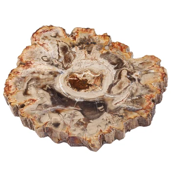 Натуральная окаменелая деревянная плита Образец каменного дерева Срез минералов неправильной формы для украшения дома Рэйки Исцеляющей